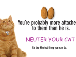 Neuter your cat