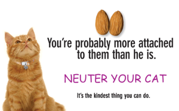 Neuter your cat