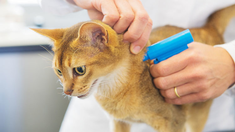 Pet Microchipping in Kenya Microchip Database and Cost