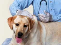 rabies vaccination for dogs