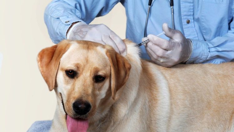 rabies vaccination for dogs