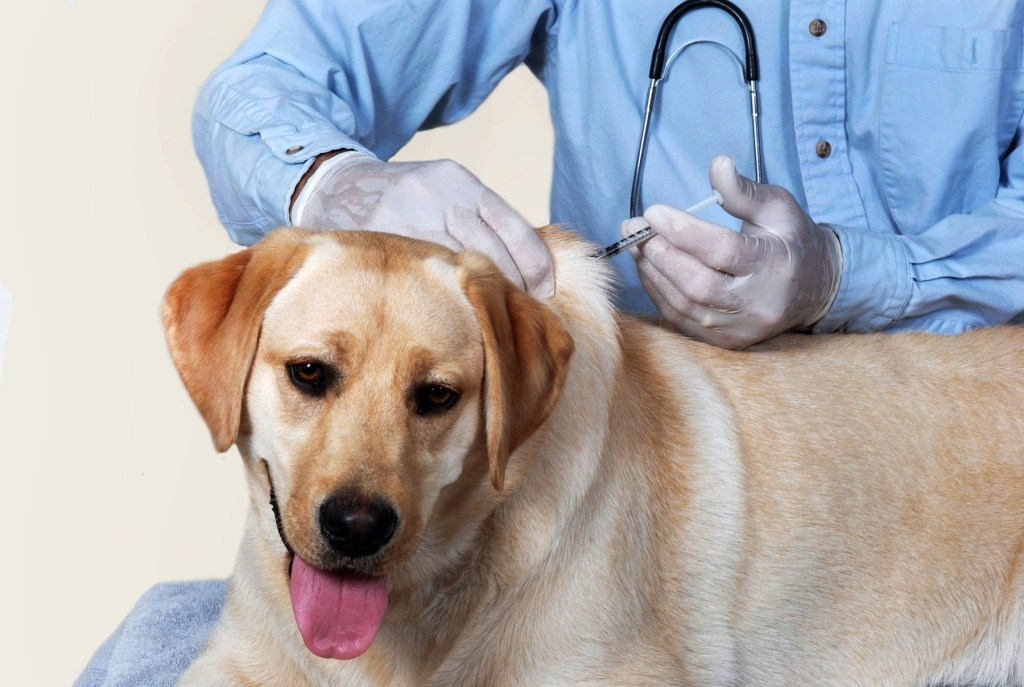 what is the vaccination schedule for a dog