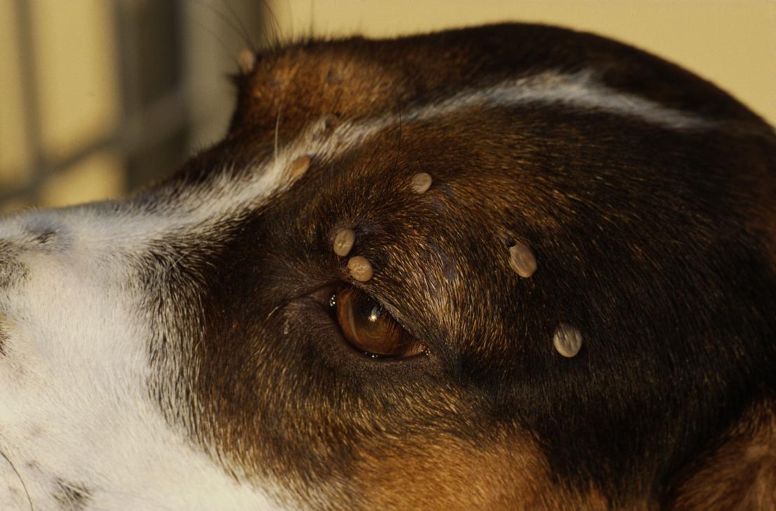 Finding And Removing Ticks In Dogs Pawspace