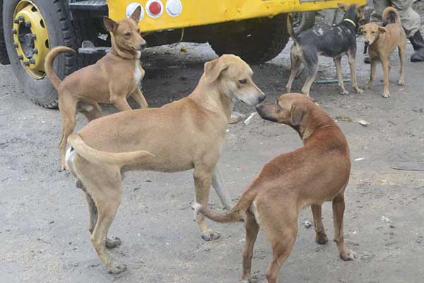 Dogs roaming in Nairobi