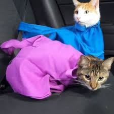 Alternative 2024 cat carriers