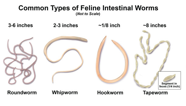 Common Types of Worms in Cats - PawSpace