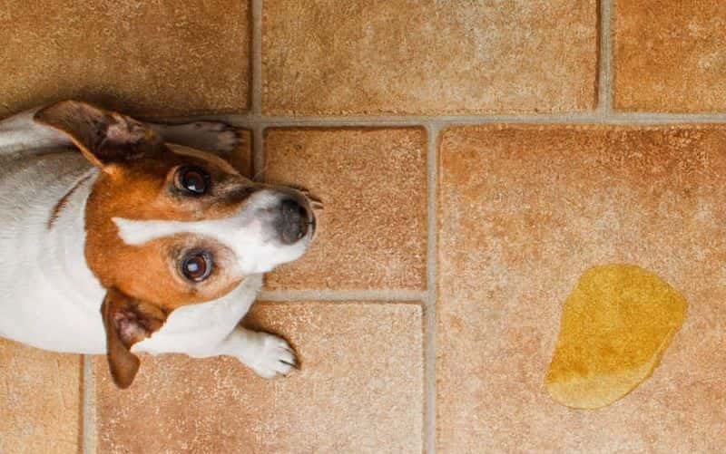 Litter box training your small dog Teach your dog or puppy to use a