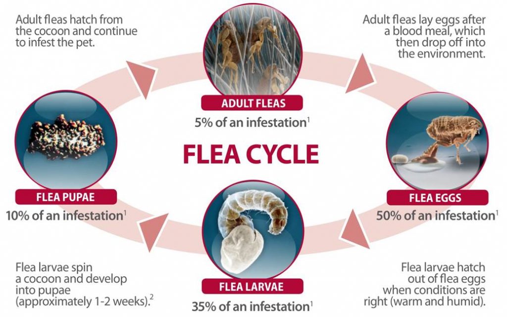 How to Get Rid of Fleas in Dogs - PawSpace