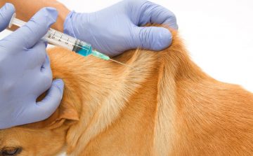 Dog vaccination in Kenya