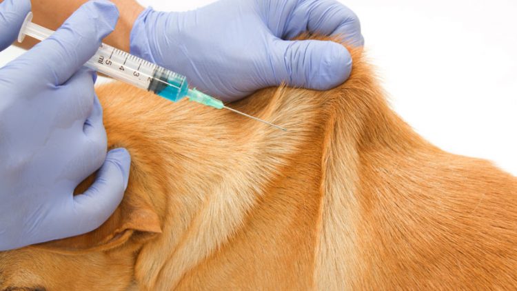 Dog vaccination in Kenya
