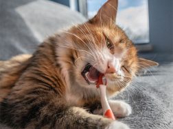 Caring for your cats teeth