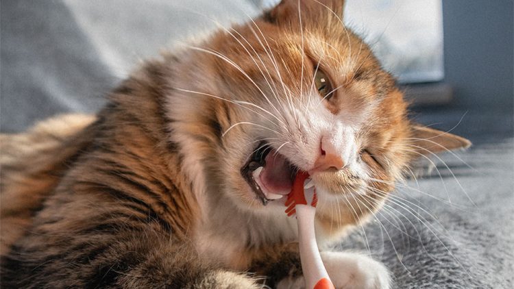 Caring for your cats teeth