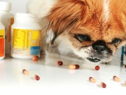 Harmful medication for cats