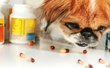 Harmful medication for cats